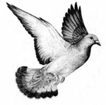 pigeon